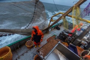 After the end of the cockle season, the brown shrimp season is under way for fishermen aboard Jolene